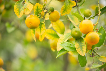 A background of calamansi citrus fruit growing on a tree in a garden