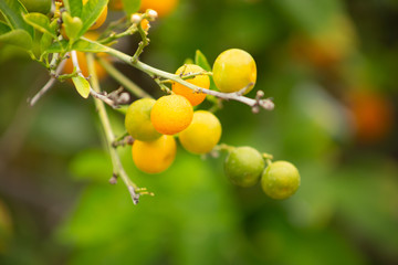 A background of calamansi citrus fruit growing on a tree in a garden