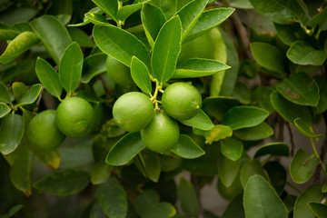 Limes growing on a tree