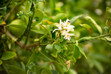 A growing lime and citrus blossoms on a lime tree in a garden