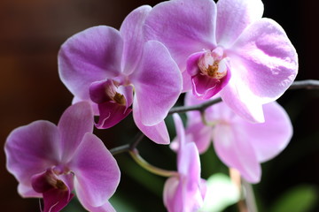Obraz na płótnie Canvas orchid