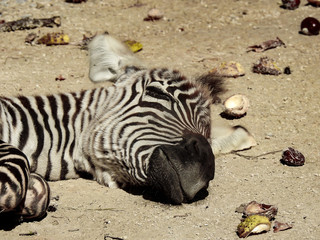 Fototapeta premium Zebra