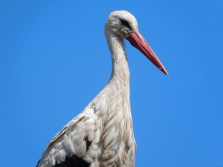 stork in nest