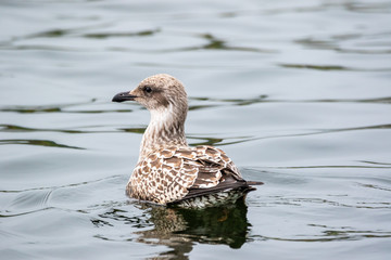 Herring Gull Swimming