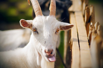 Obraz premium Funny white yellow-eyed goat with curved horns shows his tongue on a Sunny summer day, standing near the fence.