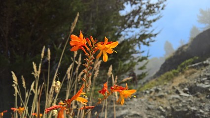 Orange Flower on the Rocky Oregon Coast