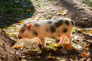Ferkel
