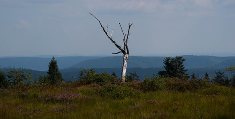 Landschaft auf dem Schliffkopf im Schwarzwald