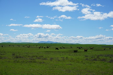 Fototapeta na wymiar Cow Pasture