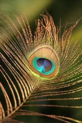 Peacock Feather Images
