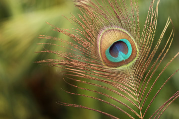 Peacock Feather Images