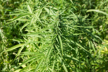 Sunny day on the industrial hemp field