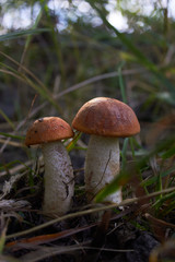 Beautiful leccinum mushroom, known as orange-birch swamp, in the autumn forest among grass.
