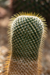 Close-up of pillar cactus plant with sharp spines