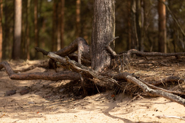 Pine tree roots at the forest canopy surface. Close- up. Mossy tree root coming of the ground in the woods.