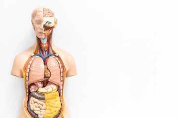 human torso with organs artificial model in medical student classroom on white background with copy...