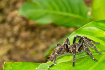 Tarantula spider on plant