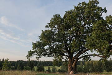 Fototapeta premium Tree against the sky. English oak, or summer oak, or ordinary oak, or English oak. A large, highly branched tree, with a huge crown and a powerful trunk. Reaches a height of 20-40 m. Can live up to 20