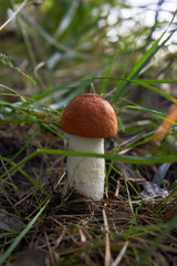 Beautiful leccinum mushroom, known as orange-birch swamp, in the autumn forest among grass.