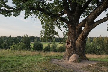 Tree against the sky. English oak, or summer oak, or ordinary oak, or English oak. A large, highly branched tree, with a huge crown and a powerful trunk. Reaches a height of 20-40 m. Can live up to 20