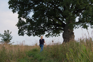 Tree against the sky. English oak, or summer oak, or ordinary oak, or English oak. A large, highly branched tree, with a huge crown and a powerful trunk. Reaches a height of 20-40 m. Can live up to 20