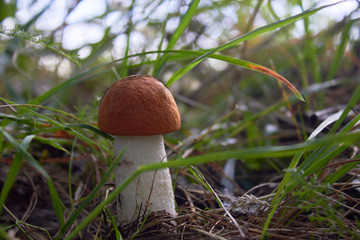 Beautiful leccinum mushroom, known as orange-birch swamp, in the autumn forest among grass.