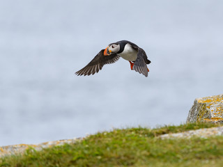 Atlantic Puffin in Flight against Blue Ocean Water