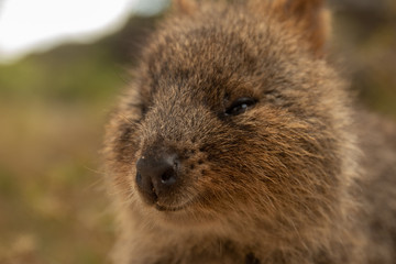 Fototapeta premium Quokka - Rotnest Island Western Australia