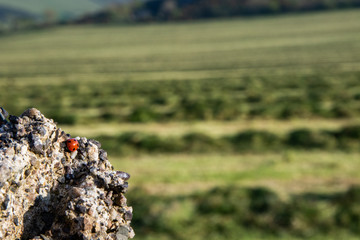 Ladybug in front of freshly mown field