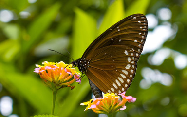 butterfly on flower