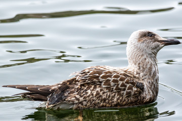 Herring Gull Swimming