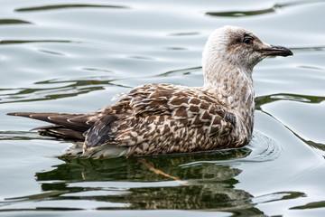 European Herring Gull - Seagull 