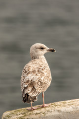 European Herring Gull - Seagull 