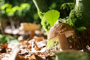 two boletus grows in sunny wood
