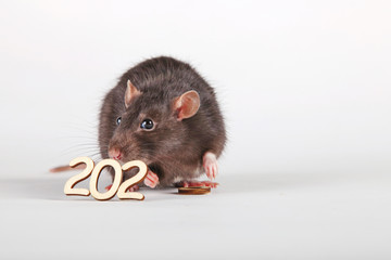 Happy New Year! The symbol of the new 2020 is the rat. A furry rat holding in its paws and nibbling a wooden digit (number) is zero.