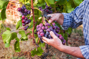 Caucasian winegrower working in an organic vineyard, harvesting a bunch of ripe grapes with...