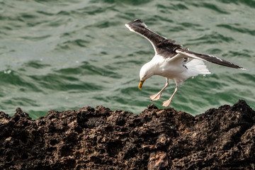 European Herring Gull - Seagull