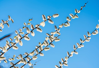 Nice blue sky with the trees infront