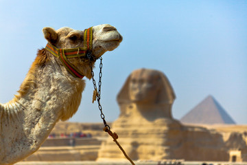 pyramid and sphinx behind a camel