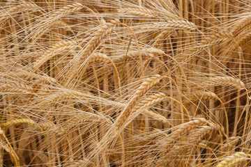 Field of wheat in Brittany during summer