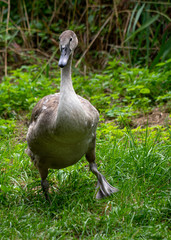 Grey swan walking on grass towards photographer
