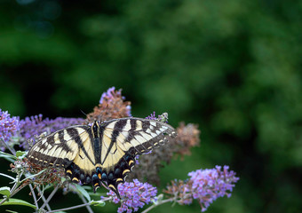 butterfly on flower