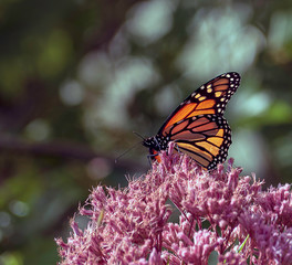 butterfly on flower