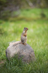 Portrait of a cute North American ground squirrel standing tall on a rock in Eastern Oregon
