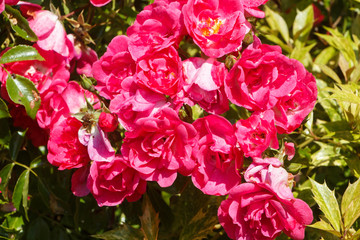 Pink roses in a garden during summer