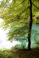 Fototapeta premium Blautopf in Blaubeuren