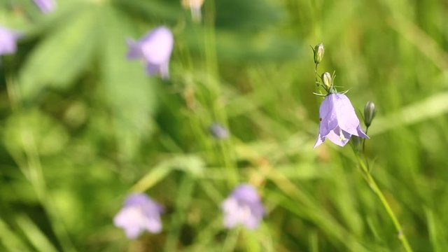 Campanula rotundifolia or bell flower sway in the wind