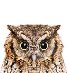 Photo of an Owl in macro photography, high resolution photo of owl cub. The bureaucratic owl, also called field-buckthorn, field owl, owl-owl, buck-owl, owl-owl, guede, urucura, urucurian and urucuriá