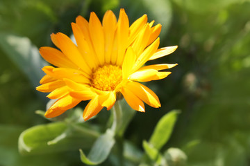 Calendula officinalis blooming in the garden.