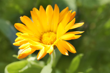 Calendula officinalis blooming in the garden.